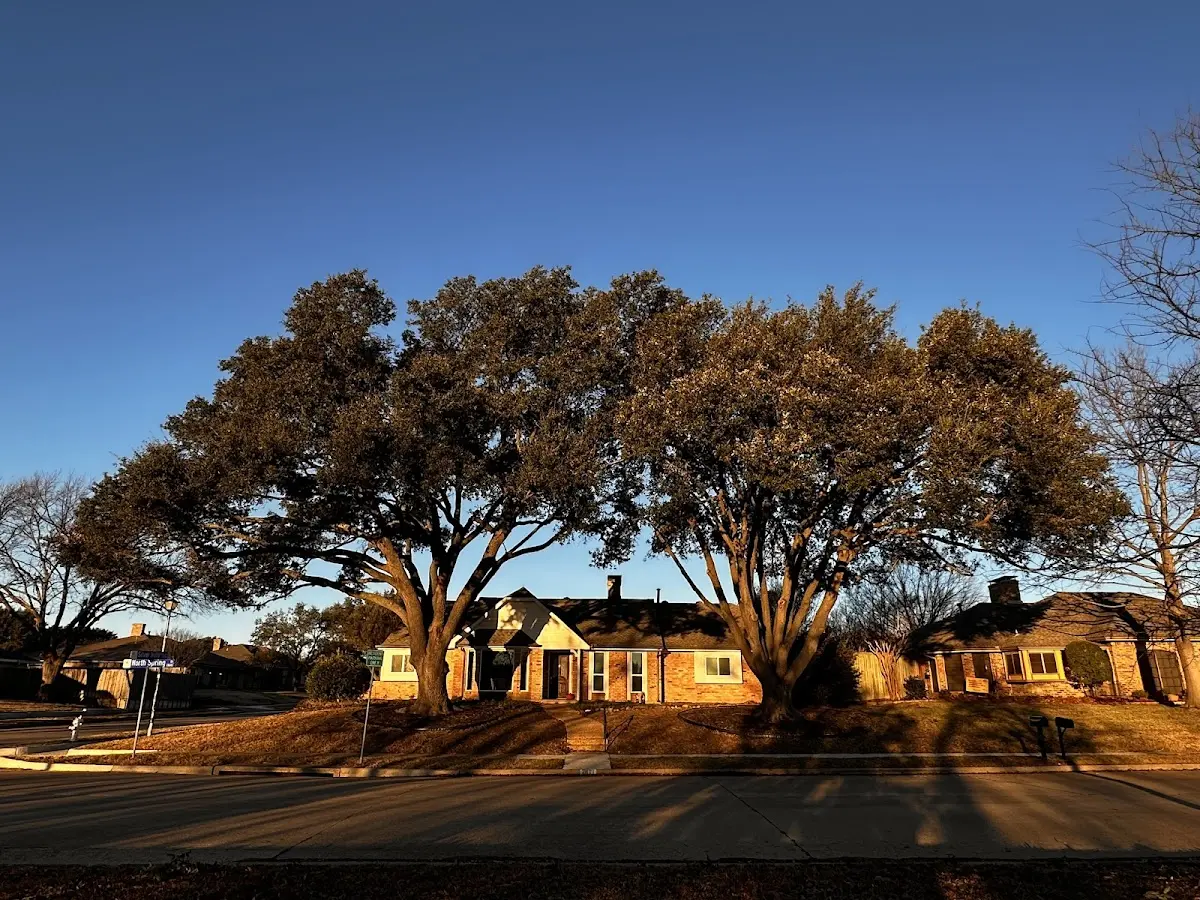 Established residential canopy tree shading a home in Bedford
